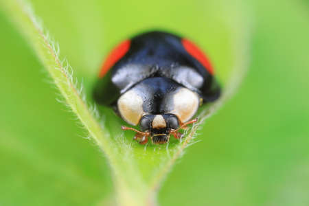 Ladybugs crawling on wild plants, North Chinaの写真素材