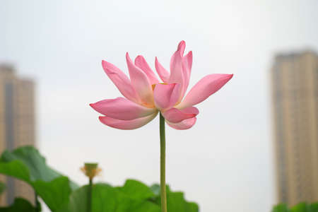 Beautiful lotus in the pond, North Chinaの写真素材