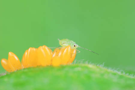 Aphids crawling on ladybird eggs, North China