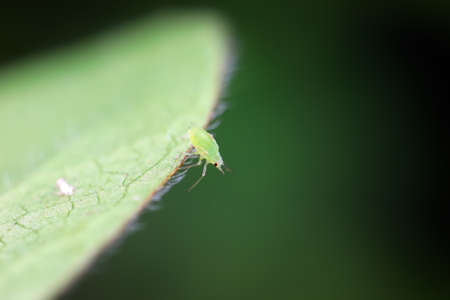Aphids crawling on wild plants, North Chinaの写真素材