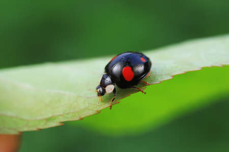 Ladybugs crawling on wild plants, North China