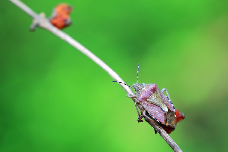 An adult stink bug foraging on plants, North China