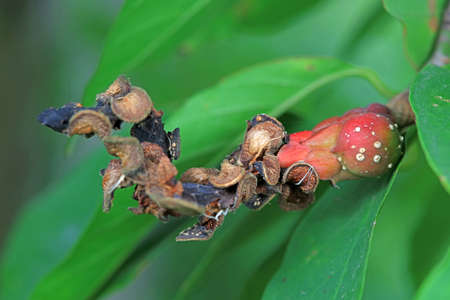 Magnolia seeds in the branches, North China