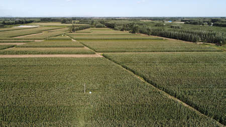 The crops in the farmland are in the North China Plain