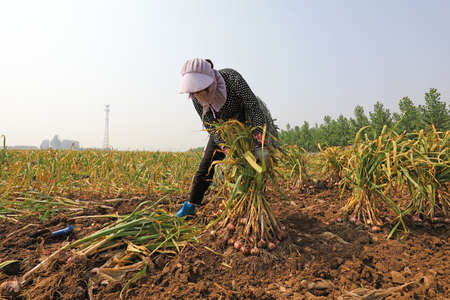 LUANNAN COUNTY, Hebei Province, China-June 3, 2020: Farmers are harvesting garlic in the fields on a farmのeditorial素材