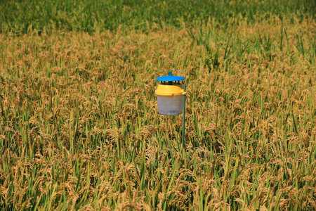 Insect trapping lamp in farmland, North China Plain