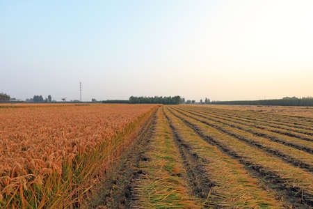 Rice fields being harvested in North China Plain