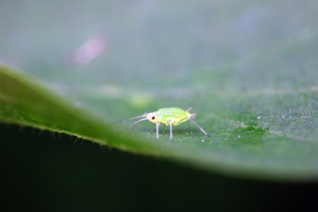 Aphids crawling on wild plants, North Chinaの写真素材