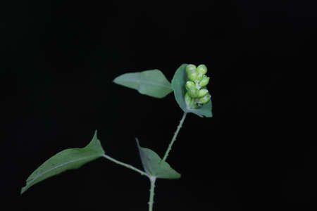 The medicinal plant raceme, North China