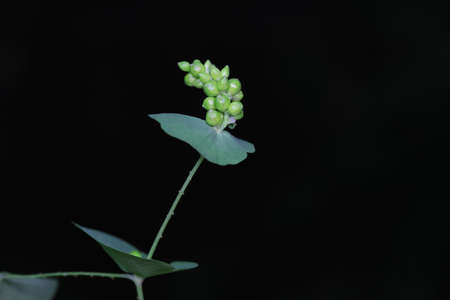 The medicinal plant raceme, North China