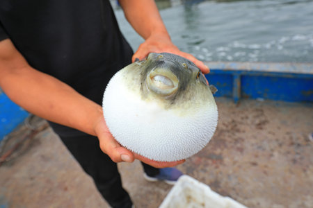 Workers are catching puffer fish on a farm, North Chinaの写真素材