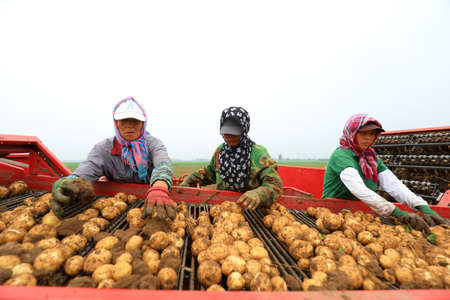 LUANNAN COUNTY, Hebei Province, China-June 29, 2020: Farmers are sorting potatoes on conveyor beltsのeditorial素材