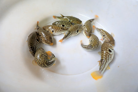 Fresh puffer fish, close upの写真素材