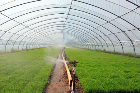 Rice seedling greenhouse, North Chinaのeditorial素材