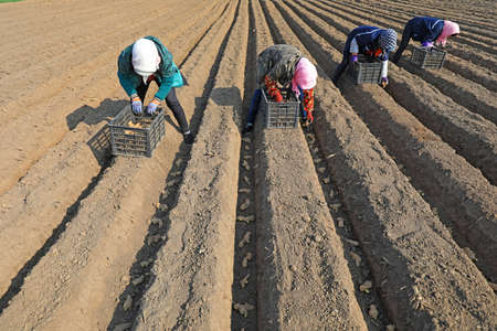 LUANNAN COUNTY, Hebei Province, China-April 2, 2020: Farmers are planting ginger in the fields.