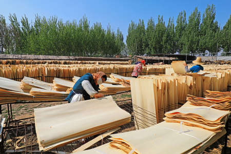 LUANNAN COUNTY, Hebei Province, China-April 27, 2020: Workers work in a wood processing plant.のeditorial素材