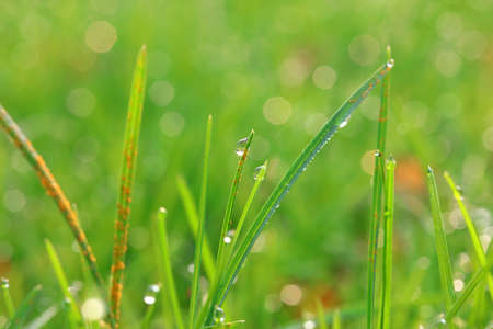 Drops of water on the leaves of weedsの写真素材