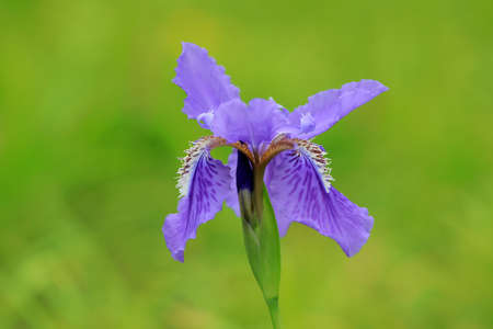 Iris flowers in botanical garden, North China