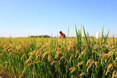 the growth of rice in a fieldの写真素材