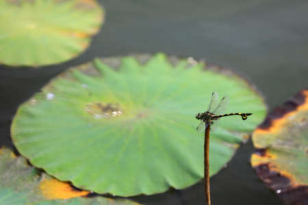 Dragonflies rest on Lotus poles, North Chinaの写真素材