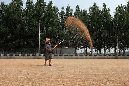 LUANNAN COUNTY, Hebei Province, China-June 22, 2020: The farmers are turning and drying the wheat on the farmのeditorial素材