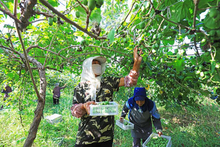 LUANNAN COUNTY, Hebei Province, China-August 28, 2020: Farmers are harvesting soft jujubes and kiwifruit are on the farmのeditorial素材