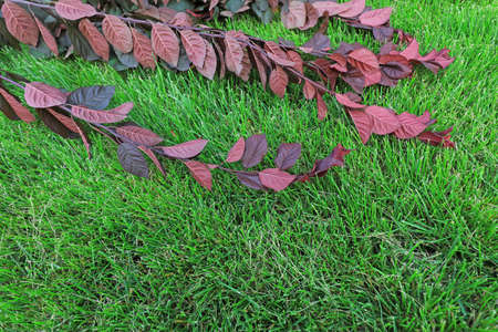 Purple leaves on the green lawnの写真素材