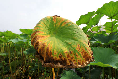 Lotus leaf in pond, natural landscapeの写真素材