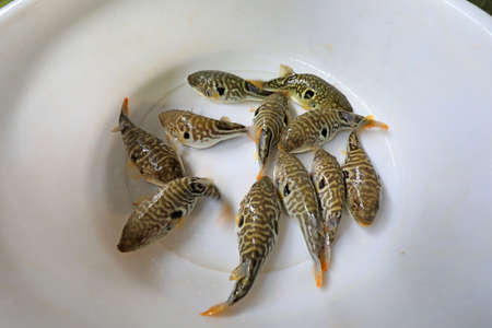 Fresh puffer fish, close upの写真素材