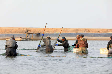 LUANNAN COUNTY, Hebei Province, China-October 15, 2020: Workers are netting for fish in ponds in North Chinaのeditorial素材