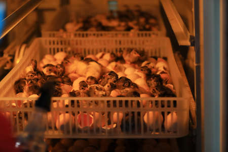 Peacock chicks in incubators in a farm, North Chinaの写真素材