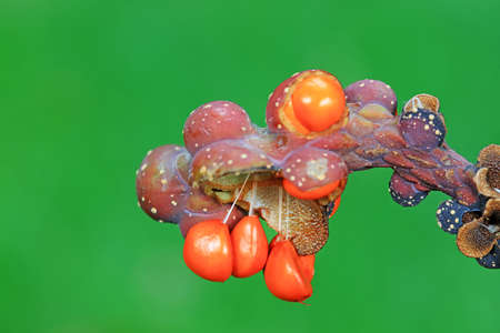 Magnolia seeds in the branches, North Chinaの写真素材