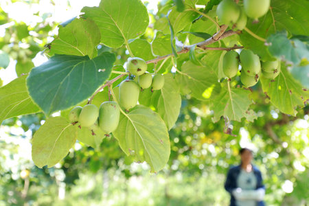 Farmers are harvesting soft jujubes and kiwifruit are on the farmの写真素材