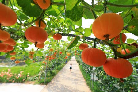 Beautiful pumpkin Gallery in a farmの写真素材