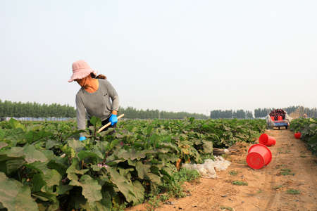 LUANNAN COUNTY, Hebei Province, China-June 22, 2020: Farmers are weeding in eggplant fields and on farmsのeditorial素材