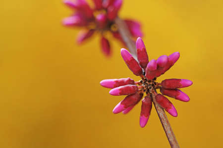 Beautiful purple flowers in nature, North China