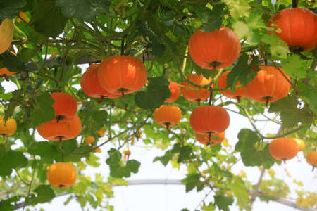 Beautiful pumpkin Gallery, North Chinaの写真素材