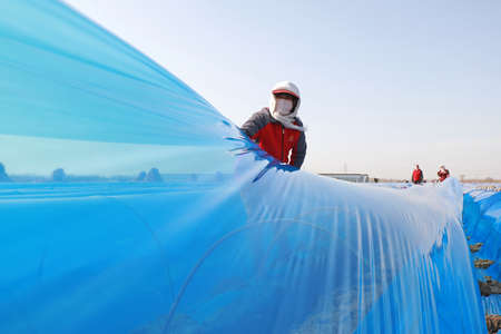 LUANNAN COUNTY, Hebei Province, China-April 1, 2020: Farmers cover ginger with purple plastic film in fields, North China Plain.のeditorial素材
