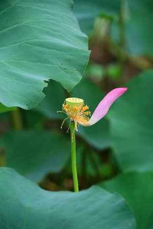 Lotus fruit in the pond, North Chinaのeditorial素材