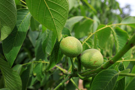 Green walnut in orchard, North Chinaのeditorial素材