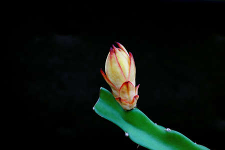 Ripe pitaya in greenhouse, North Chinaの写真素材
