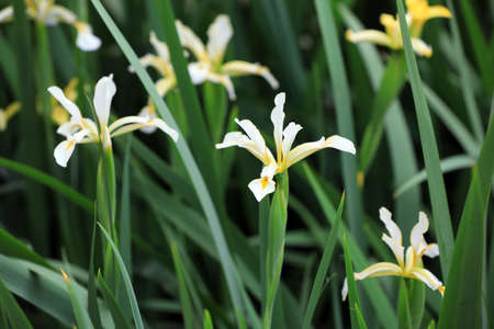Iris flowers in botanical garden, North China