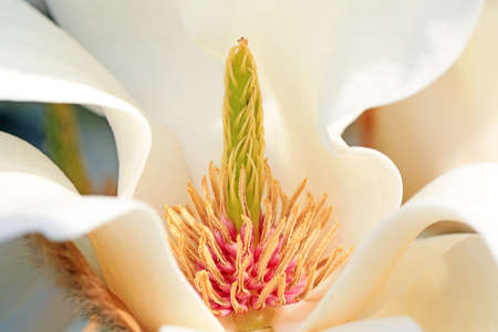 Magnolia ecological macro photo, North Chinaの写真素材