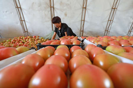 LUANNAN COUNTY, Hebei Province, China-May 12, 2020: Farmers sort tomatoes and pack them for outward transportation.のeditorial素材