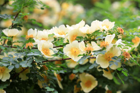 Flower of Rosa davurica, North Chinaの写真素材
