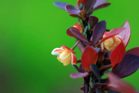 Beautiful flowers of Berberis amurensis, North Chinaの写真素材