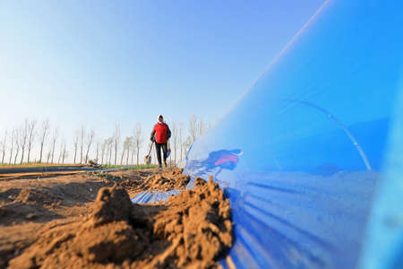 LUANNAN COUNTY, Hebei Province, China-April 2, 2020: Farmers cover ginger with purple plastic film in fieldsのeditorial素材