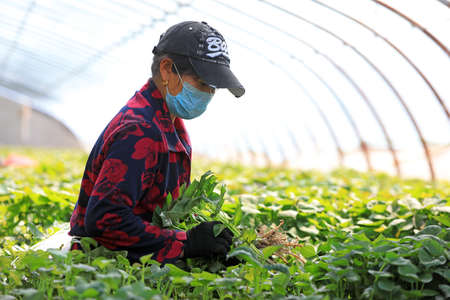 LUANNAN COUNTY, Hebei Province, China-April 23, 2020: Female farmers are collecting sweet potato seedlings in the greenhouse.のeditorial素材