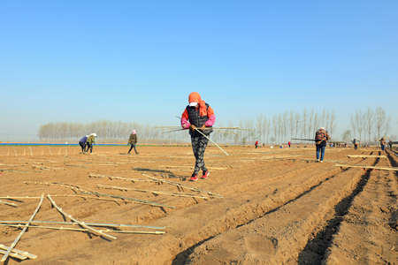 LUANNAN COUNTY, Hebei Province, China-April 2, 2020: Farmers are installing bamboo arches and planting ginger in the fields.のeditorial素材