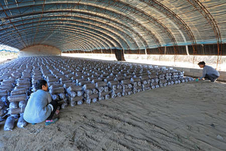LUANNAN COUNTY, Hebei Province, China-September 18, 2020: Farmers are putting mushroom sticks in the greenhouseのeditorial素材